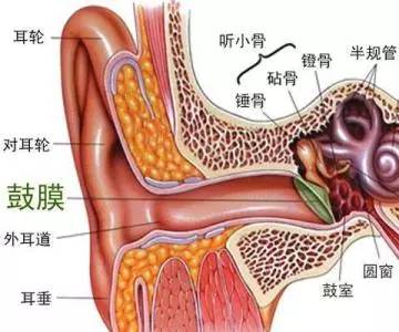 由其将外耳道和中耳腔进行分隔,并阻挡保护外耳道的异物,细菌等进入