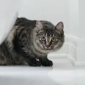ͼƬ